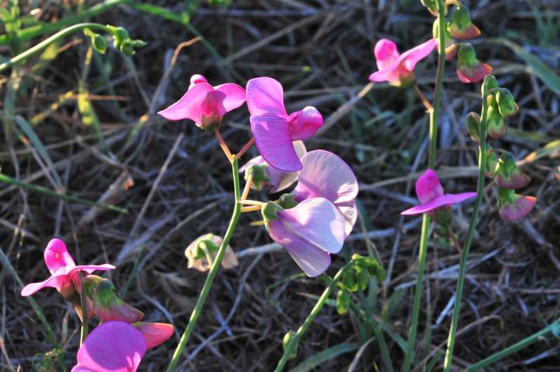 Fabaceae: Lathyrus sylvestris